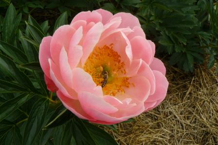 Pfingstrose Coral Surpreme Paeonia Hybride